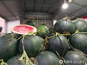 丽水今日热瓜价格,新鲜上市，价格亲民，抢购从速！