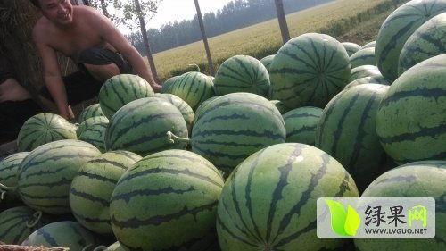 近期热门新乡吃瓜事件,一场吃瓜群众的狂欢盛宴