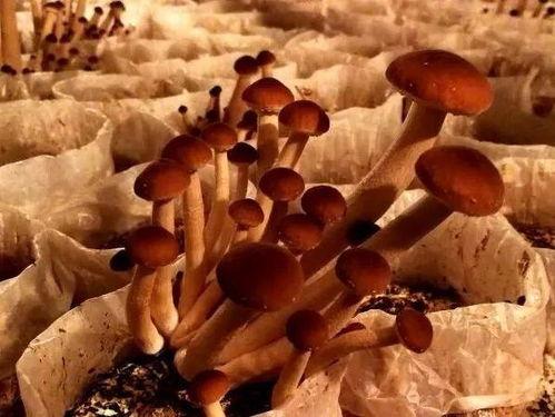 蘑菇爆料官方网吃瓜,揭秘娱乐圈最新吃瓜大事件