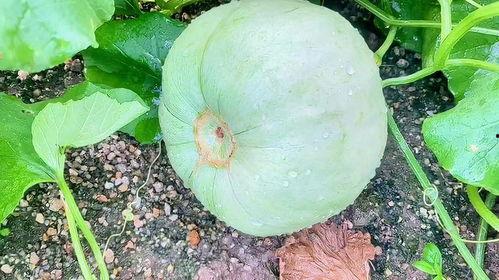 今日梅陇瓜价格