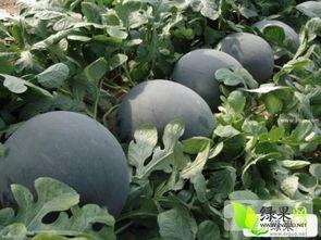 全国黑皮瓜今日价格,涨跌波动一览”