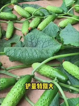 今日头条小红瓜,揭秘今日头条热门话题背后的故事