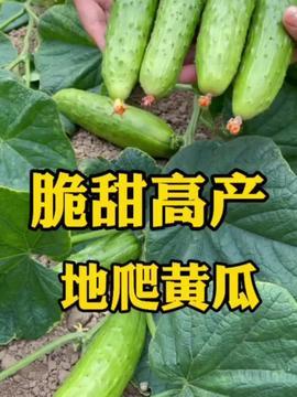 今日头条小红瓜,揭秘今日头条热门话题背后的故事