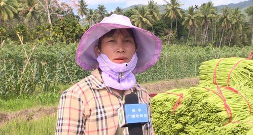 瓜菜价格今日行情,价格波动解析与市场动态概览