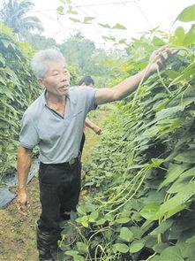 瓜菜价格今日行情,价格波动解析与市场动态概览