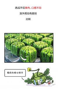 每日黑料吃瓜历史,回顾吃瓜历史，揭秘娱乐圈幕后真相