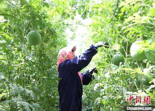 宁夏吊瓜今日价格,市场行情一览”