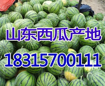 今日精品瓜什么价位,价格区间揭秘，带你领略瓜市新风尚