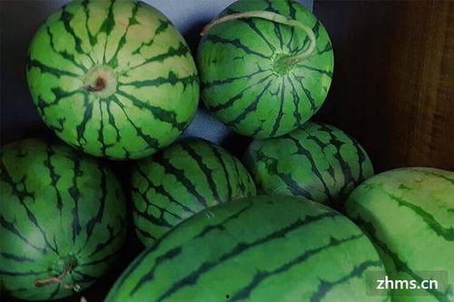 战神麒麟瓜今日价格,价格行情一览