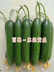 今日水果吊瓜价格,实惠与品质并存