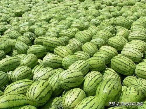 热门大瓜哪里找,追踪网络热点背后的秘密