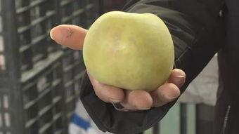 青筋白瓜今日价格,市场动态揭秘！”