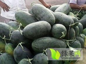 宁夏砂瓜今日价格,价格行情一览”
