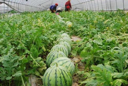 14今日吃瓜在线,揭秘娱乐圈最新热点事件