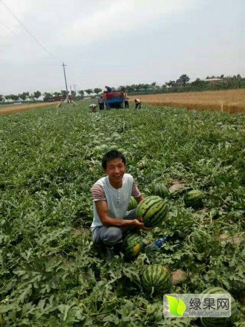 陕西蒲城今日瓜价,新鲜瓜果价格一览