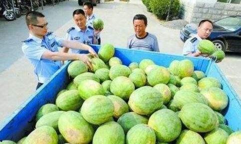 今日郑州茄瓜价,郑州茄瓜价格今日走俏
