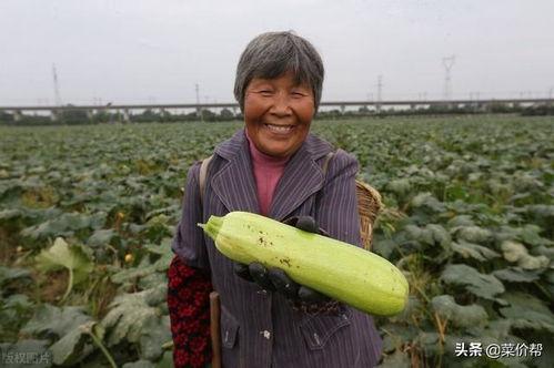 寿光籽瓜今日价格,市场行情一览”