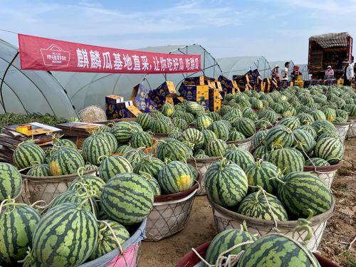 襄阳今日麒麟瓜批发,夏日鲜甜新宠，供应旺盛