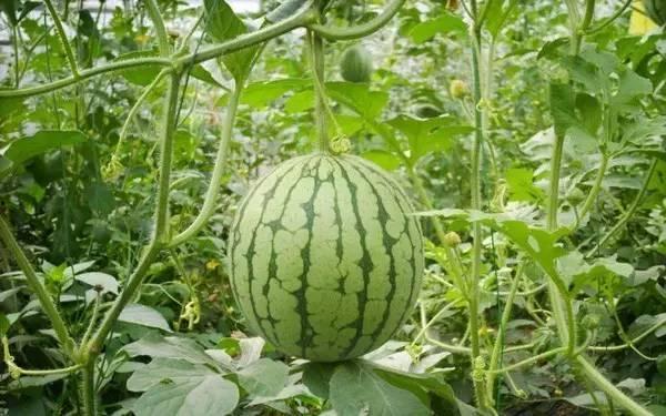 近期热门吃瓜事件江苏,揭秘近期热门吃瓜事件的背后真相