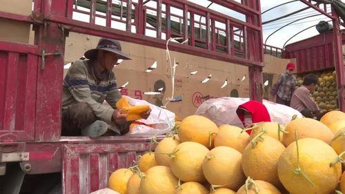 今日沙洲蜜瓜价格,价格走俏，甜蜜上市！