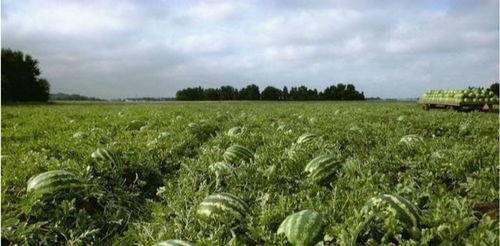 丽水今日大瓜事件,揭秘事件背后真相