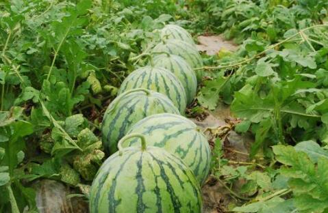 丽水今日大瓜事件,揭秘事件背后真相