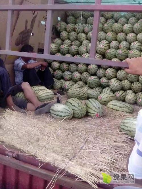今日麒麟瓜产地报价,今日行情一览，产地价格波动解析”