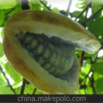 同城热门八月瓜,同城热门瓜果盛宴