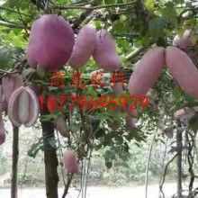 同城热门八月瓜,同城热门瓜果盛宴