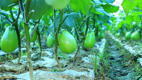 保山小瓜今日价格,今日行情一览”