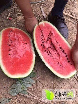 沙特瓜价格今日行情,波动中寻求平衡