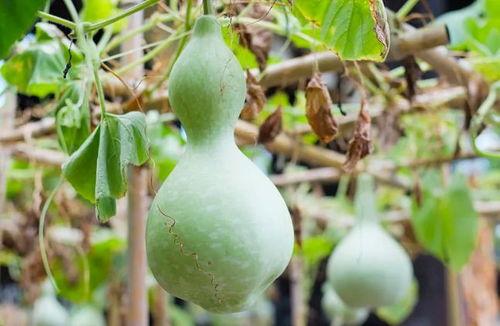 热门葫芦瓜还有什么叫法,探寻热门蔬果的多重美称