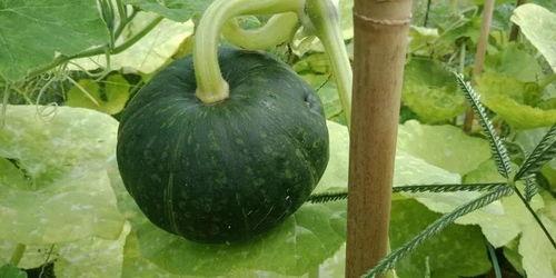 热门葫芦瓜还有什么叫法,探寻热门蔬果的多重美称