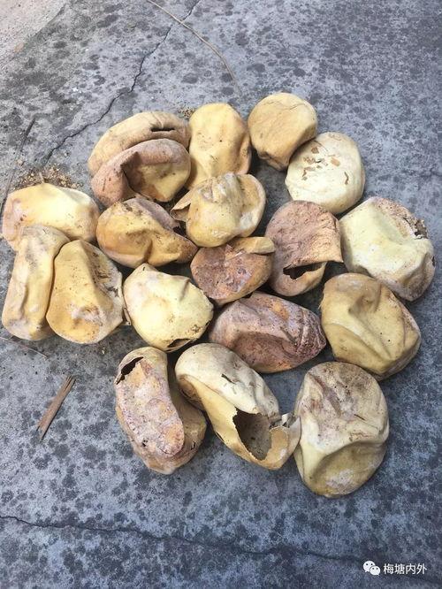 今日梅塘瓜园,瓜香四溢的田园乐章