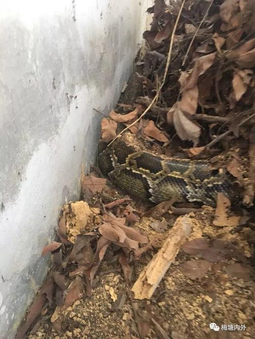 今日梅塘瓜园,瓜香四溢的田园乐章