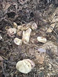 今日梅塘瓜园,瓜香四溢的田园乐章