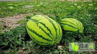 今日硒砂瓜价格,市场波动下的甜蜜行情