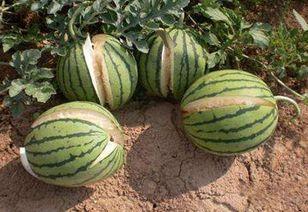 黑料吃黑瓜网属于什么,网络黑产背后的黑暗秘密