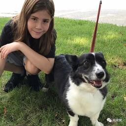 小明星网红狗狗图片,萌态可掬的瞬间捕捉