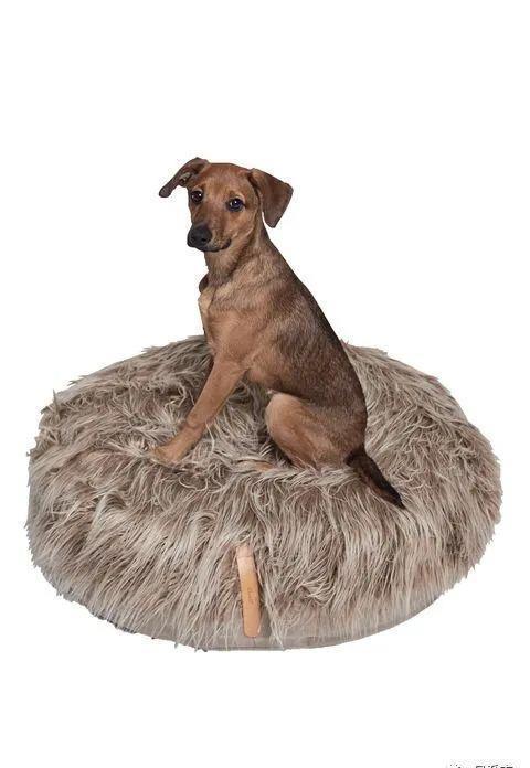 小明星网红狗狗图片,萌态可掬的瞬间捕捉