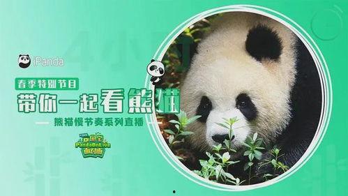 明星网红看熊猫图片,明星纷纷晒图打卡