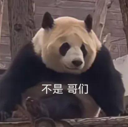 明星网红看熊猫图片,明星纷纷晒图打卡