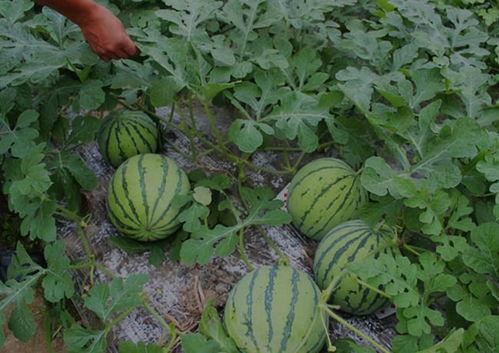 山西运城吃瓜爆料事件