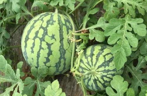 高县吃瓜最新事件爆料