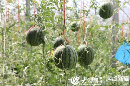 砀山最新吃瓜爆料新闻视频,视频揭秘惊人内幕！