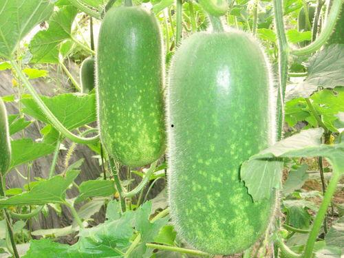 往期吃瓜爆料图片大全,往期吃瓜爆料图片大全回顾