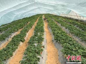 吃瓜群爆料大棚图片大全,吃瓜群爆料图片大全背后的农业奥秘