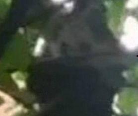 秃崽吃瓜视频爆料大全,揭秘娱乐圈幕后真相